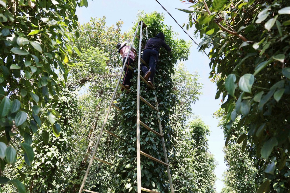 Giá tiêu tăng liên tiếp 3 ngày