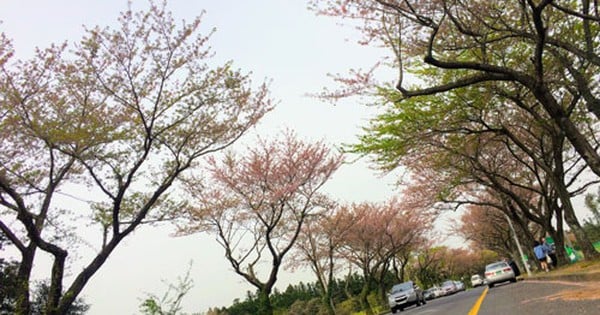 着陸…済州島