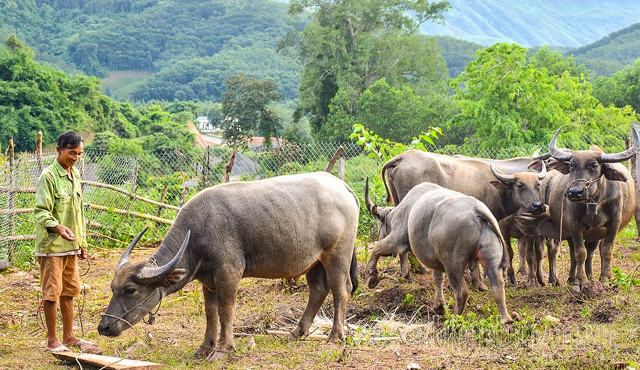 Los agricultores compiten en mano de obra y producción.