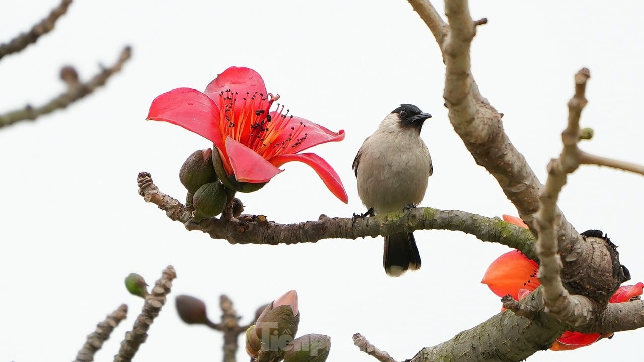 ハノイの街路に咲く最初の季節の黄色い風鈴の花を堪能してください。写真13