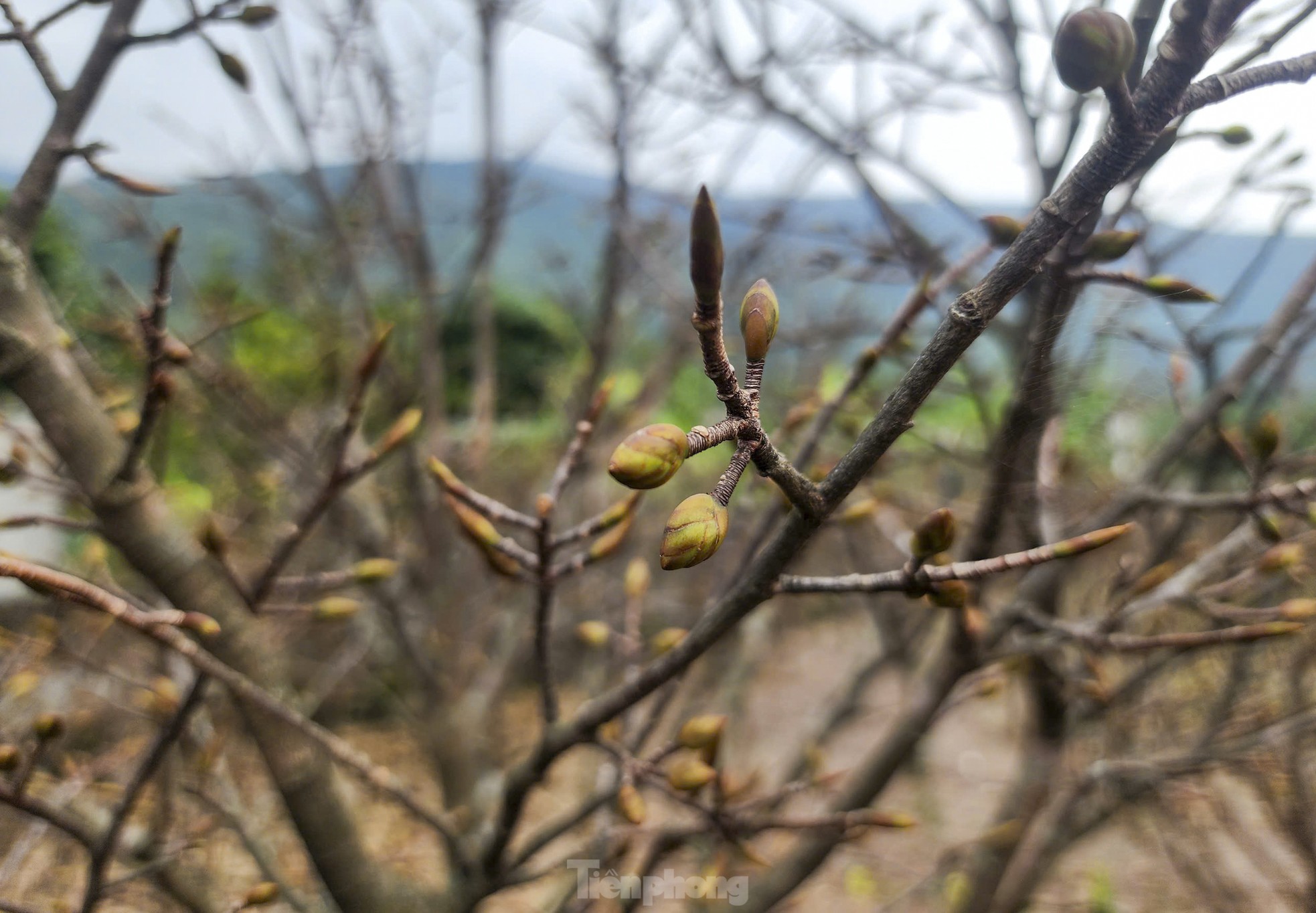 Ha Tinh farmers install 'magic eyes' to protect yellow apricot blossoms to welcome Tet photo 8