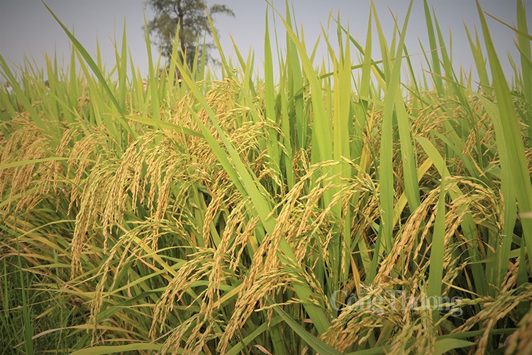タイが米の栽培面積を削減、ベトナムの米の価格にどんな影響？