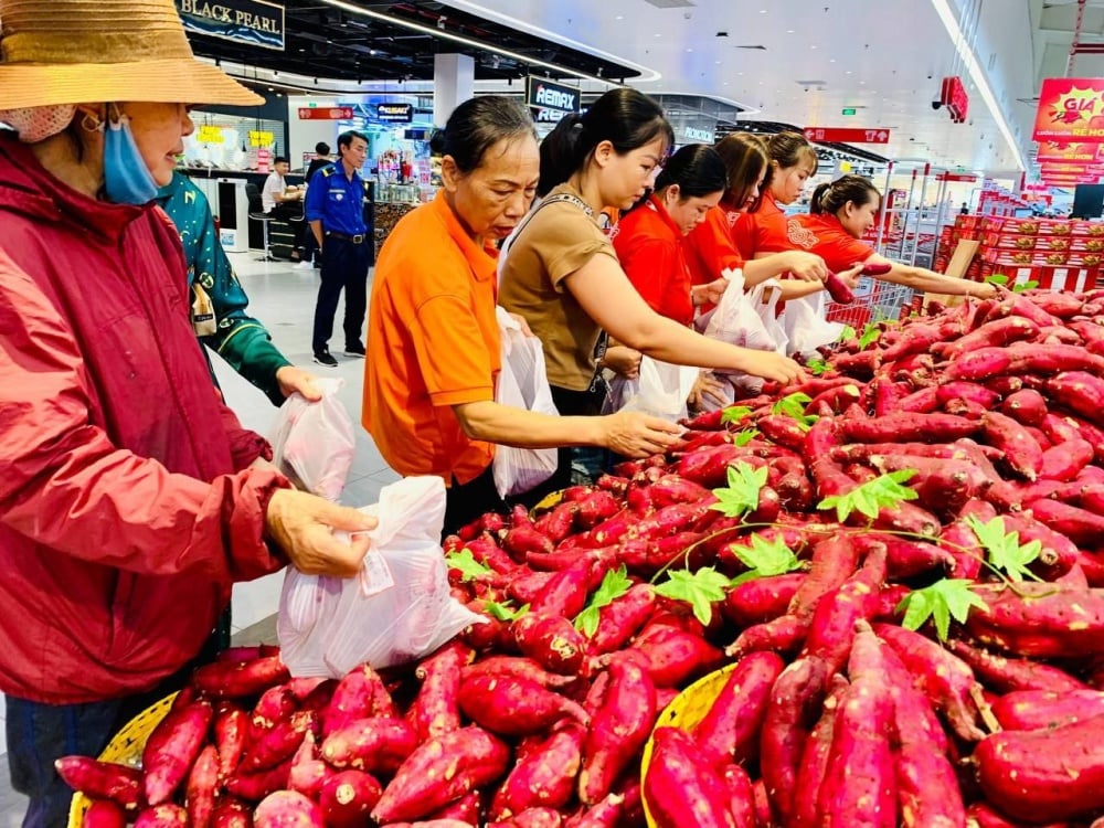 Los productores de batata corren el riesgo de sufrir grandes pérdidas