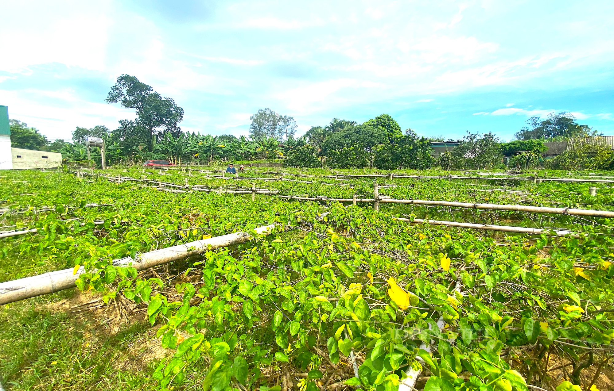 Nông dân miền núi Hà Tĩnh trồng loại cây ra hoa vàng kín giàn, hái bán là “bỏ túi” tiền triệu- Ảnh 6.