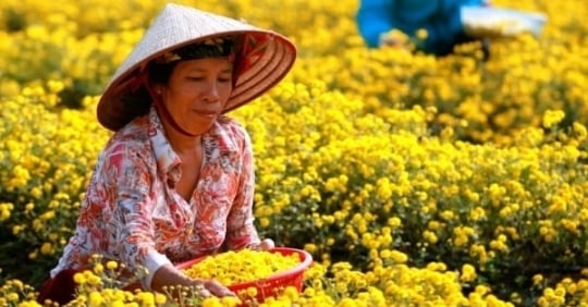 Explore the organic chrysanthemum farm with extremely strict process