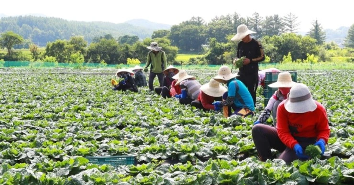 Trotz der Bezahlung von 3,6 Millionen VND pro Tag fehlt es koreanischen Bauern immer noch an Arbeitskräften