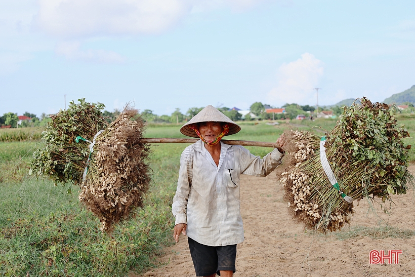 Niềm vui nhân đôi trong mùa thu hoạch lạc ở Lộc Hà