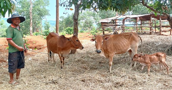 繁殖用の牛をもらって子牛を産む、山岳地帯のジャライ村の住民は喜びが倍増する