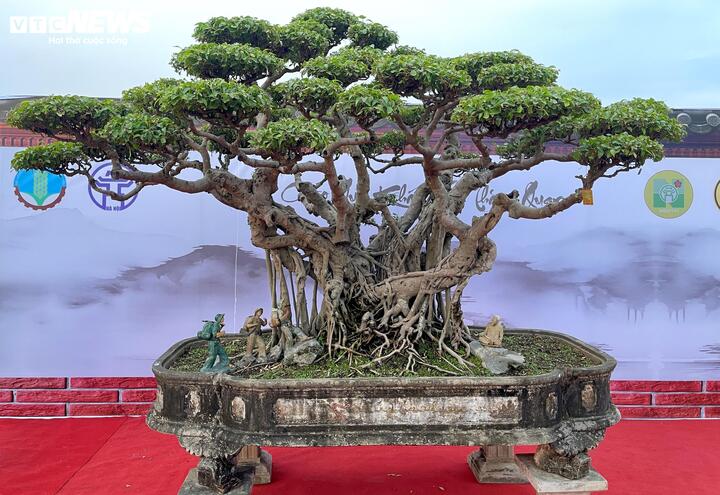 A 120-year-old ancient banyan tree was once priced at 3 billion VND.