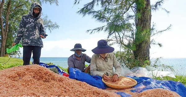 Garnelen, winzige Tiere, die auf der Insel Phu Quoc in Kien Giang mit einem Hammer herumspringen, werden für 90.000 VND/kg verkauft.