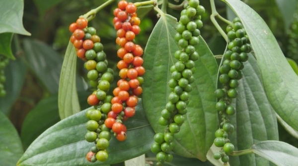 In August, pepper exports to the US broke an all-time high record.