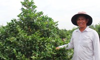 Cerca de Tet, los agricultores de la aldea de albaricoques amarillos de Binh Loi se preparan para enviar sus 