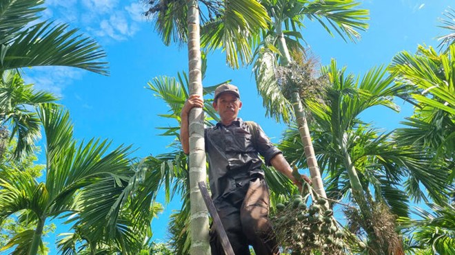 Fresh areca nut prices in Quang Ngai hit record high