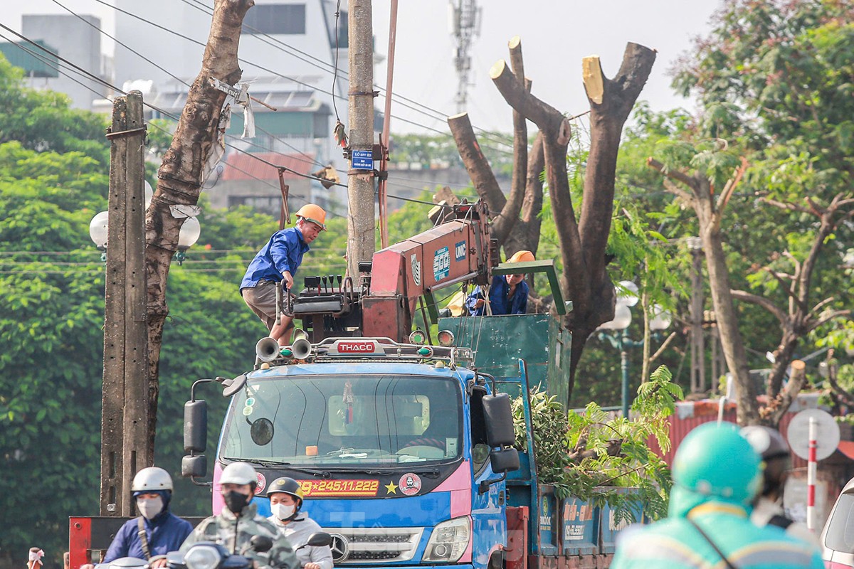 ¿Por qué se talaron casi 200 árboles a lo largo de la calle Tam Trinh? foto 9