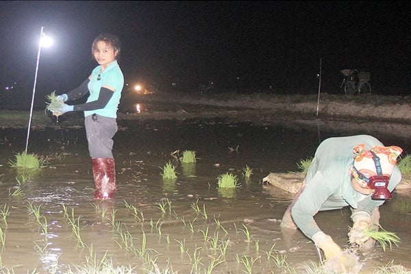 Farmers eat rice in the middle of the field, use lamps to plant rice all night to avoid the heat