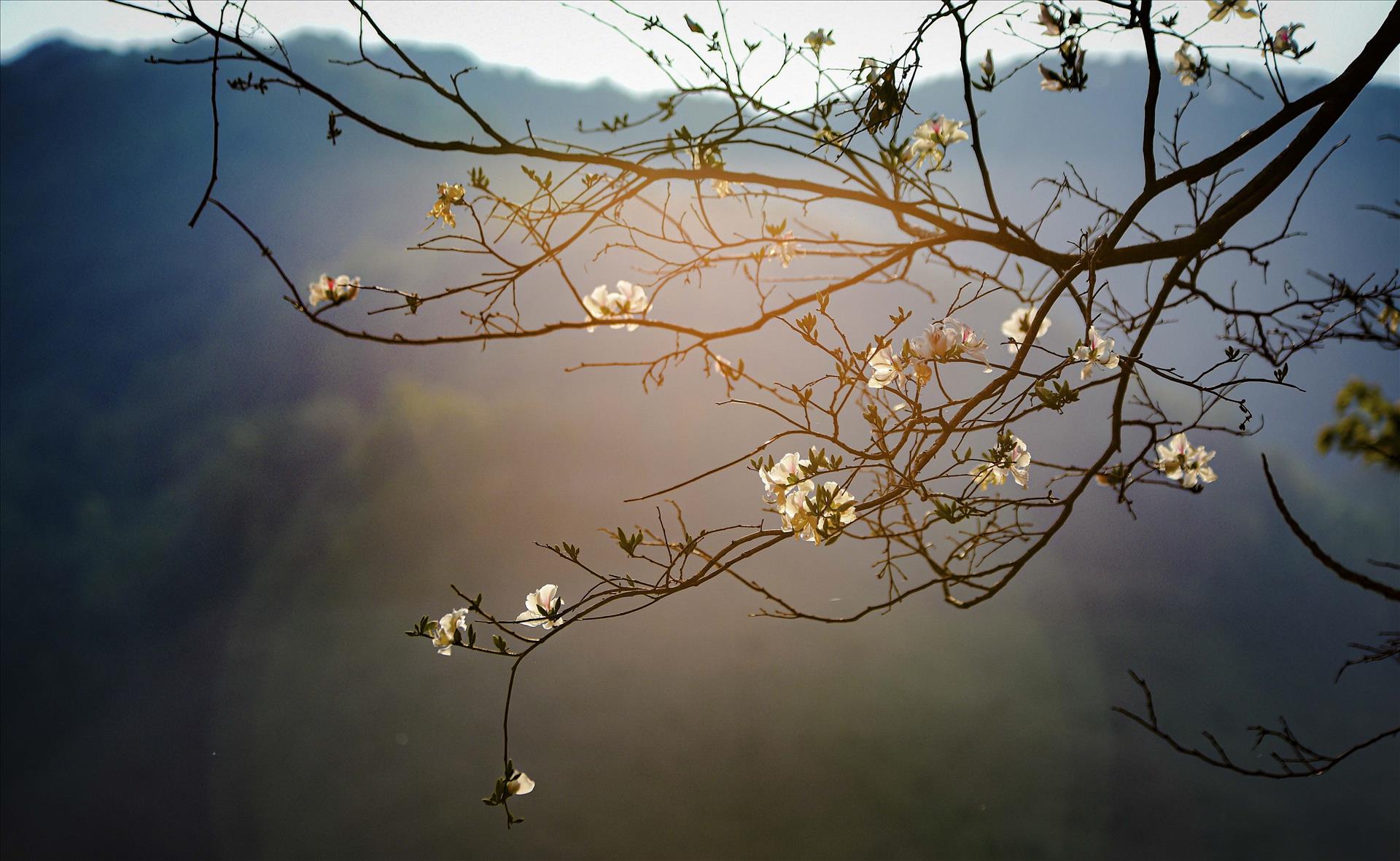 Come to Dien Bien to see the Ban flowers blooming all over the old battlefield.