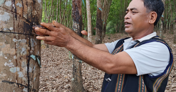 A prestigious person in Binh Phuoc is a millionaire farmer who grows cashews successfully every year.