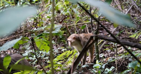 Ranger journey into the forest to set camera traps in Pu Huong Nature Reserve