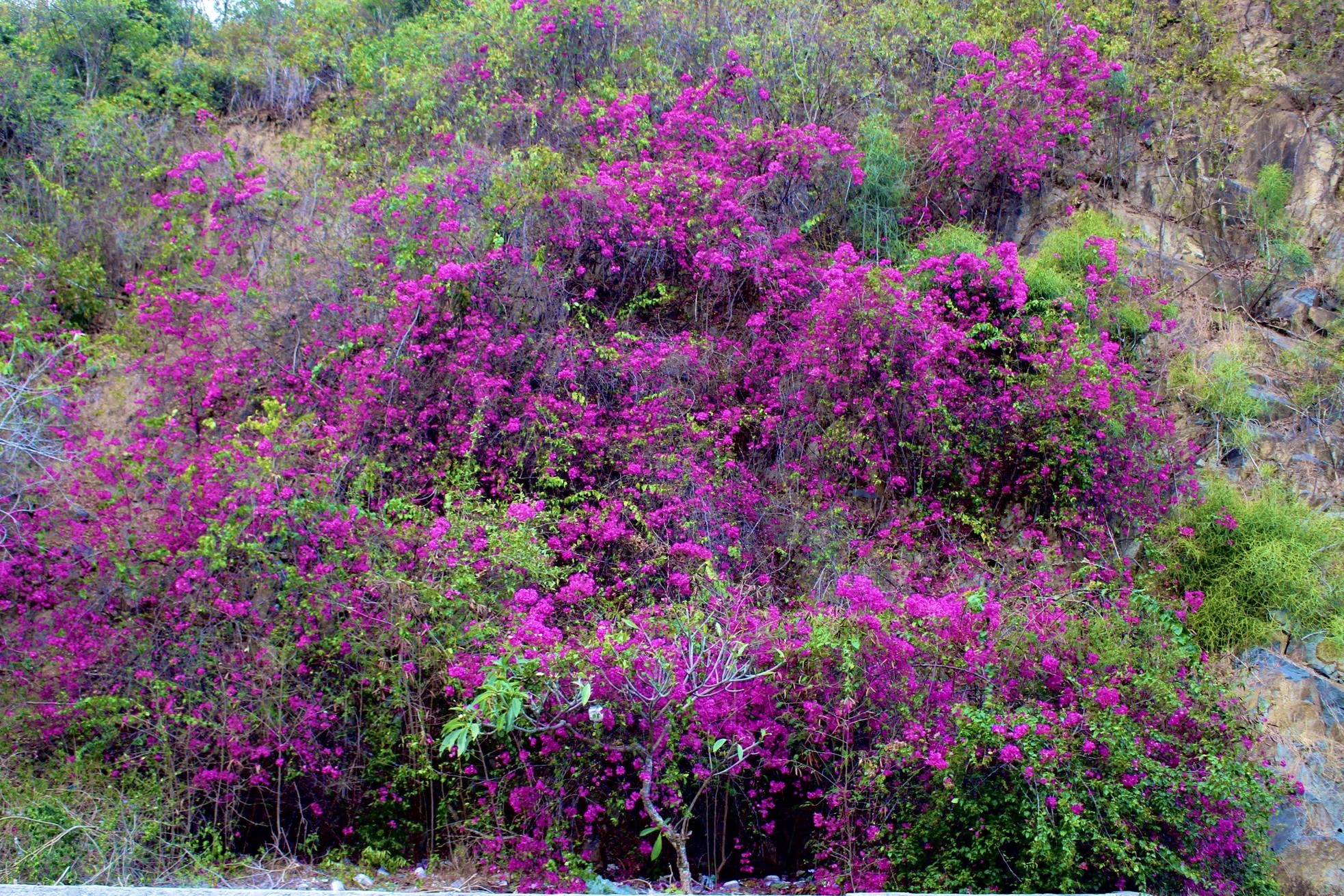 Junge Leute genießen es, in der leuchtenden Bougainvillea-Straße in Nha Trang einzukehren. Foto 12