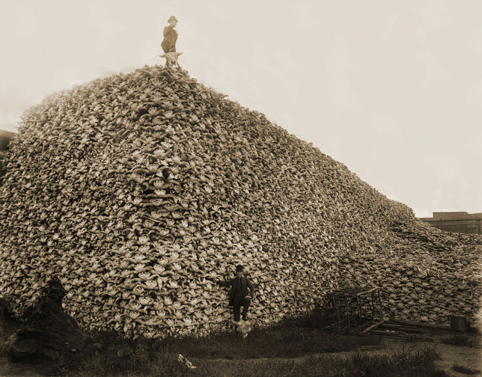 Núi xương sọ bò rừng bison châu Mỹ đang chờ được nghiền làm phân bón năm 1892. Ảnh: Wikimedia