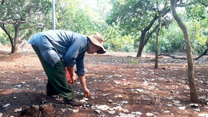 Nông dân thu hoạch điều ở Bình Phươc. Ảnh: Trần Khánh
