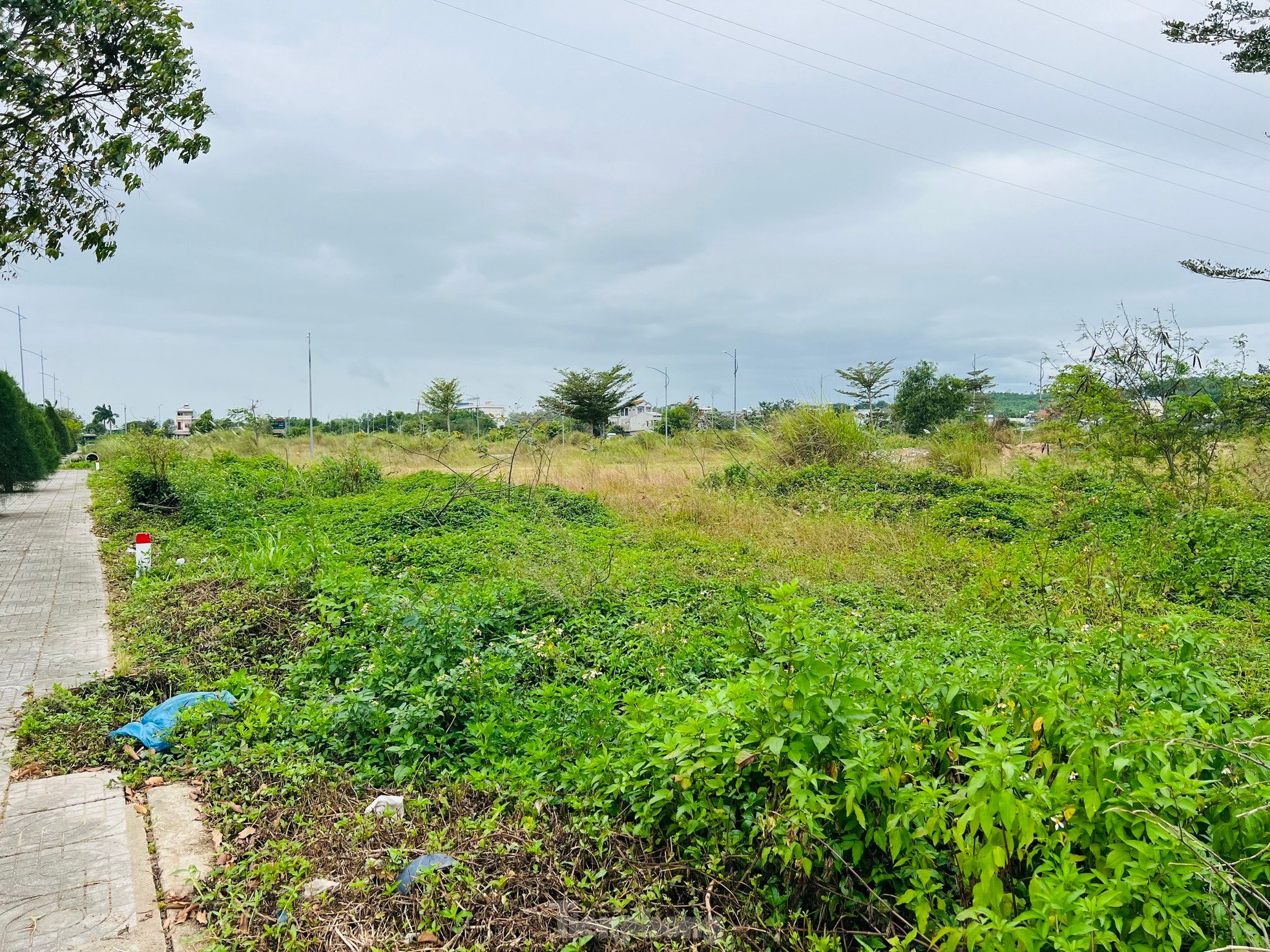 Pasto crecido y basura acumulada en un proyecto residencial de 400 mil millones de dólares en Quang Ngai, foto 18