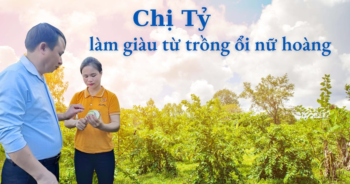 Chị Tỷ làm giàu từ trồng ổi nữ hoàng