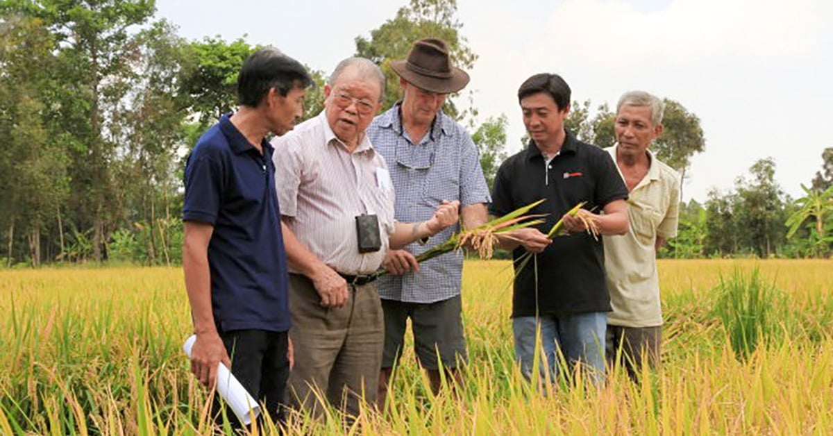 Giáo sư Võ Tòng Xuân đưa lúa thần nông giúp Tứ giác Long Xuyên ‘thay da đổi thịt’