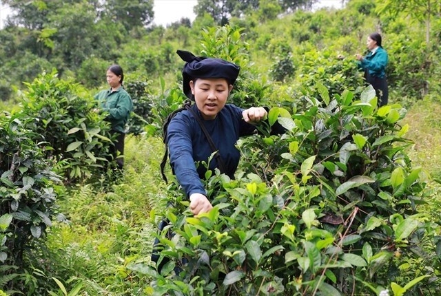 Nhiều mô hình kinh tế đã và đang phát huy hiệu quả, giúp đồng bào DTTS xóa đói giảm nghèo (Ảnh minh họa).