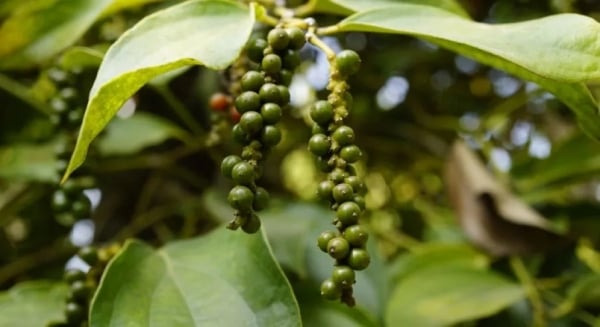 Durch den Verlust eines wichtigen Meilensteins steht der Pfeffer unter Druck, da weiterhin Geldströme in den Kaffeehandel fließen und der USD hoch bleibt.