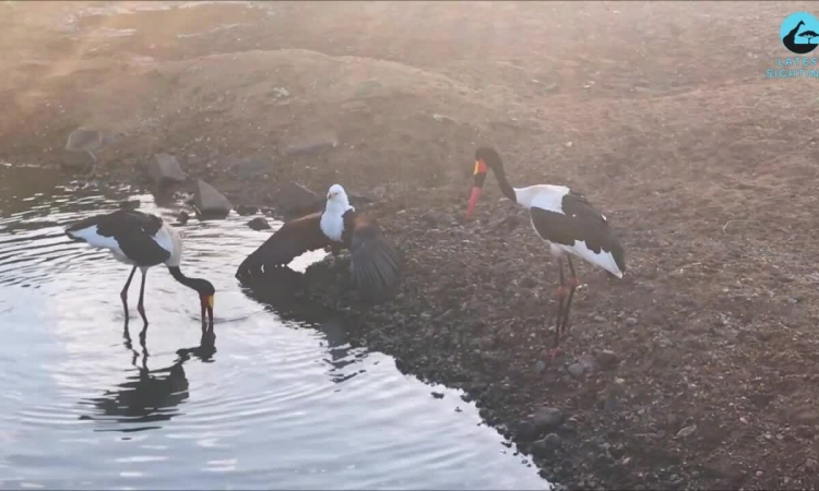 El águila acechaba y robaba el pescado a las grullas.