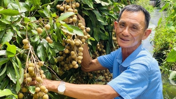 Anbau von Bio-Longan, Gewinn 200 – 400 Millionen VND/ha/Ernte