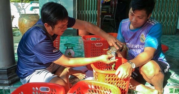 Thương lái mua cua dùng thiết bị này là biết được cua nhiều hay ít gạch, lại không làm cua đau