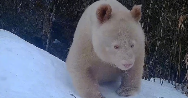 Extremely rare albino panda reappears in southwest China