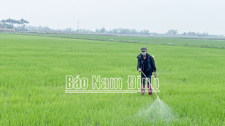Para evitar de forma proactiva la lluvia, los habitantes de la comuna de Dai Thang (Vu Ban) rociaron pesticidas para matar la cigarra de espalda blanca, previniendo así el riesgo de la enfermedad enana de rayas negras que daña el arroz de invierno-primavera.