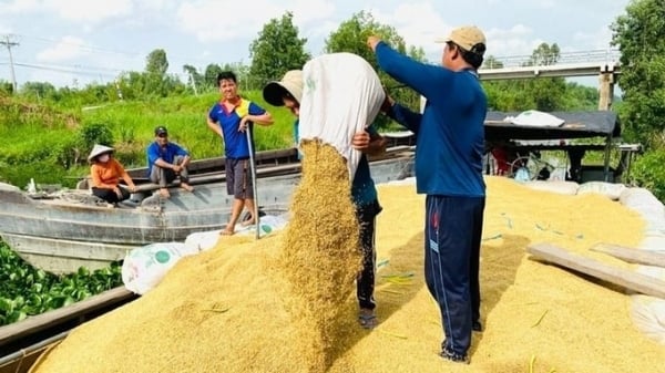 Precio del arroz hoy 5 de septiembre de 2024: El precio del arroz disminuyó de 50