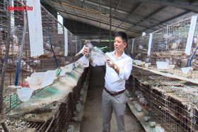 Élevage de pigeons selon la chaîne de valeur à la coopérative d'élevage et de production de Quoc Anh