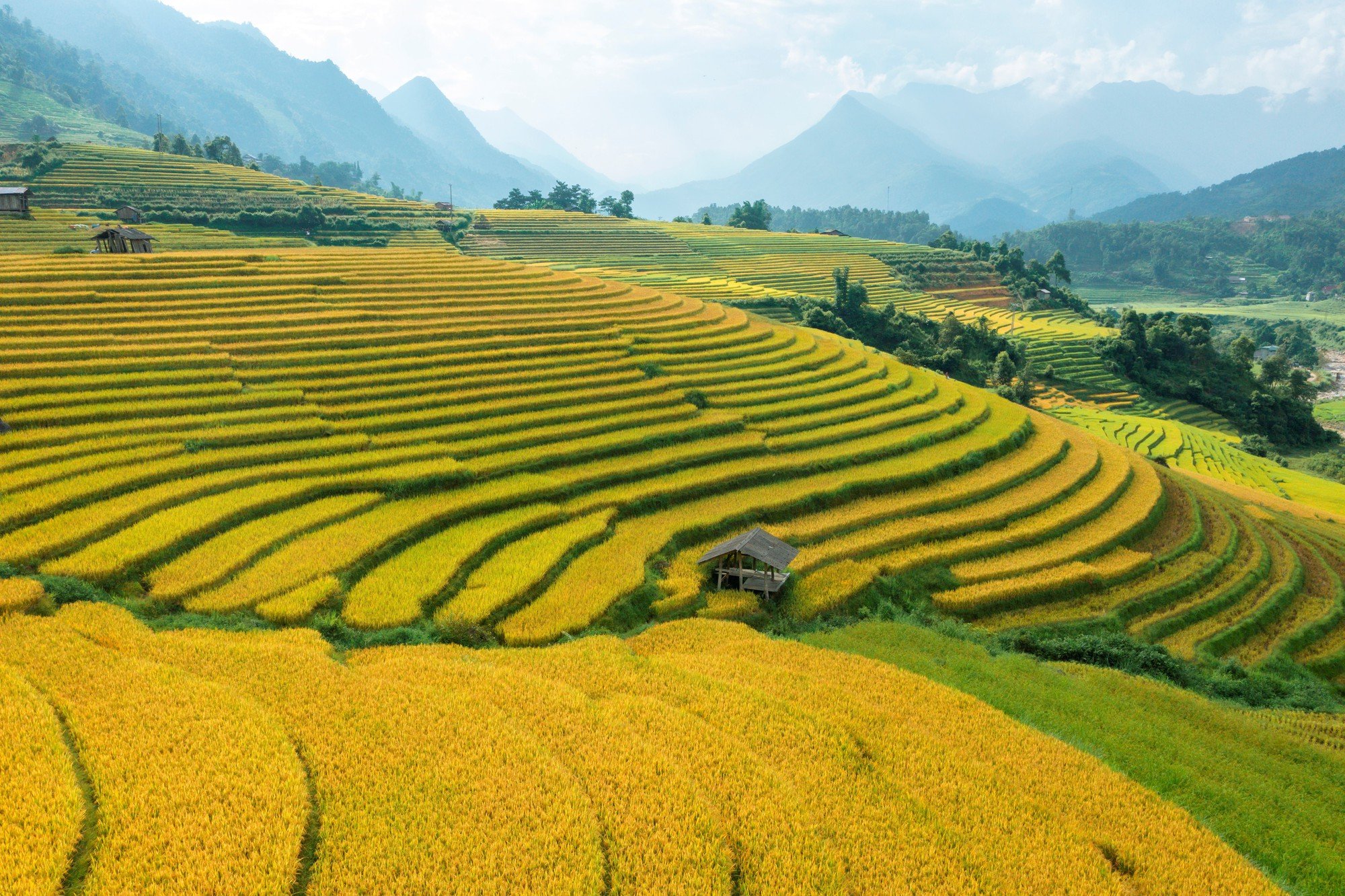 Ruộng bậc thang Sa Pa chín sớm làm 'say lòng' lữ khách - Ảnh 3.