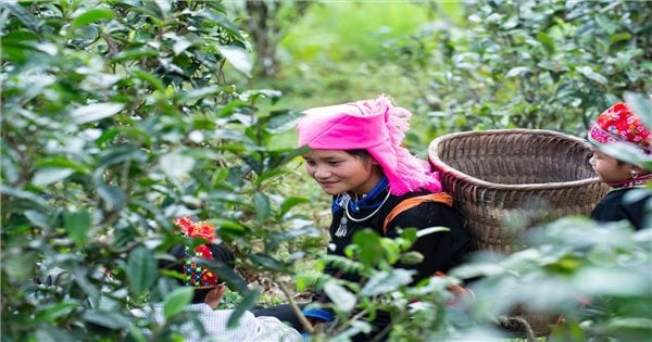 The person who "helped" the Shan Tuyet tea brand reach the world