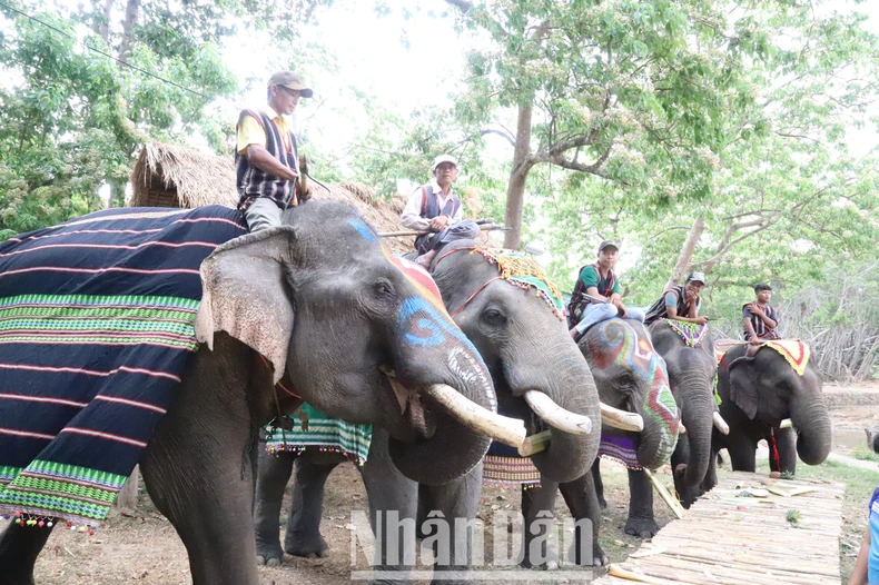 [Photo] ท่องเที่ยวเป็นมิตรกับช้าง ภาพที่ 9