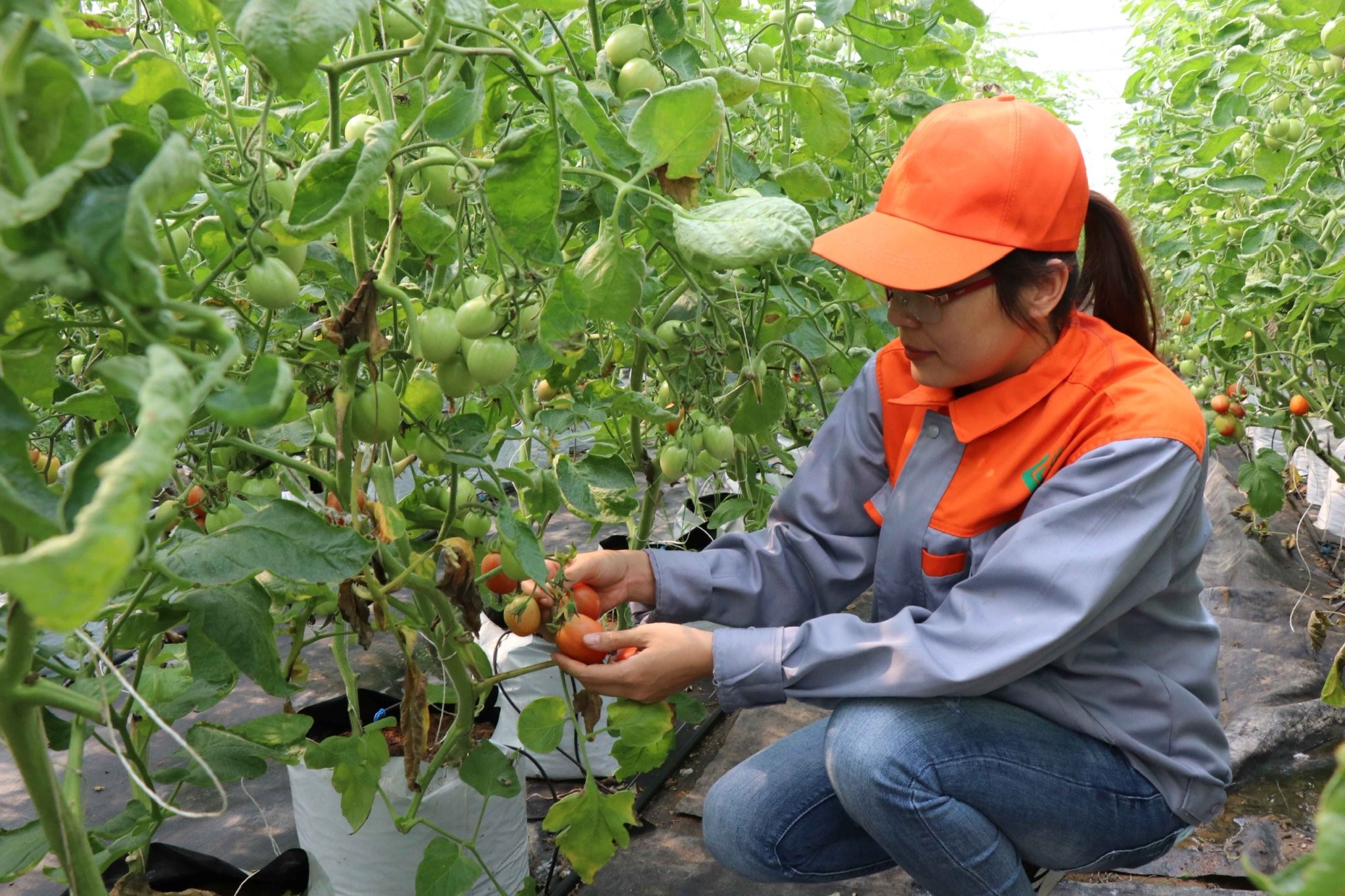 Nguồn vốn chính sách đồng hành cùng phụ nữ Bắc Ninh khởi nghiệp- Ảnh 1.