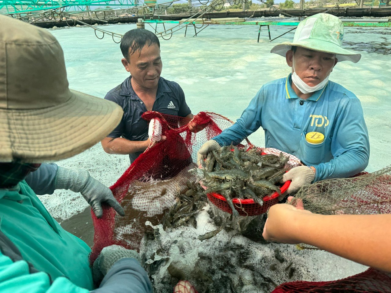 Tôm nuôi công nghệ cao ở Bà Rịa-Vũng Tàu toàn con to bự thế này thế mà giá giảm thê thảm, dân lo lắm- Ảnh 1.