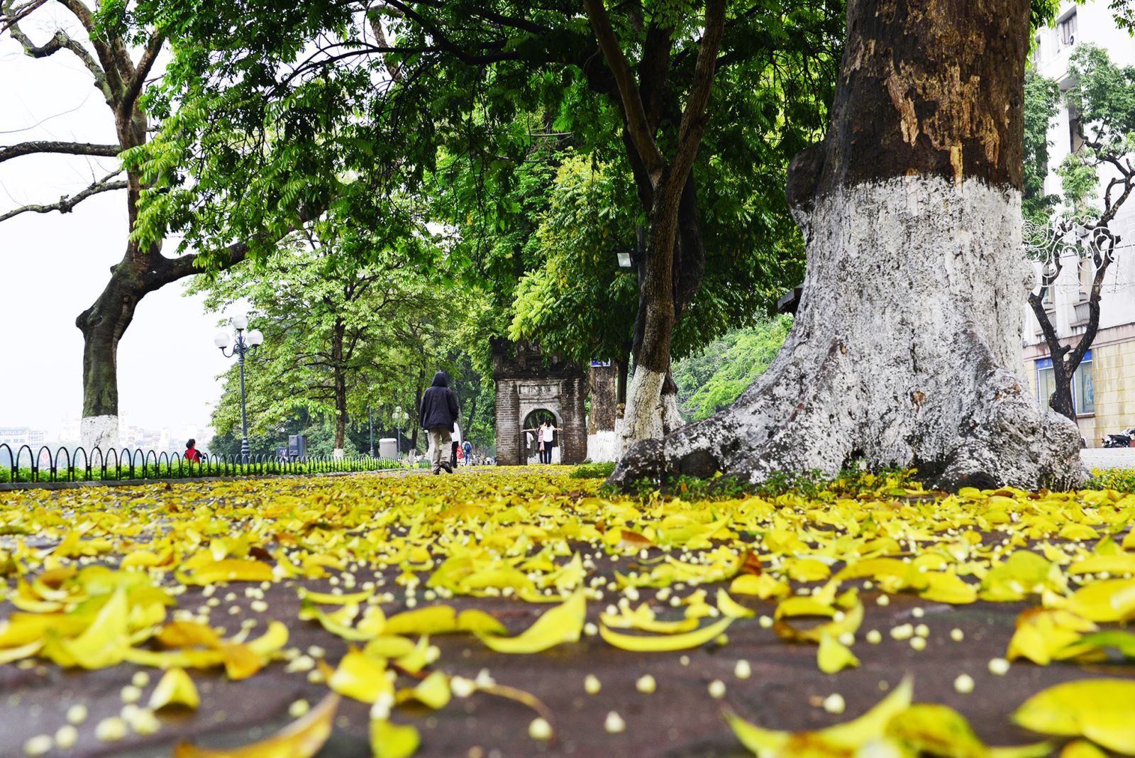 Spezialität "Herbst Hanoi"