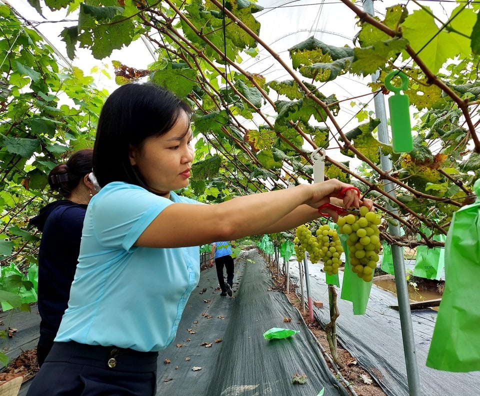 Vườn nho hạ đen của hộ anh Nguyễn Hữu Hùng, ở xã An Thượng (huyện Hoài Đức). Ảnh: Trần Thụ