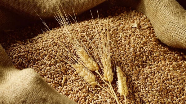 Wheat imports from Ukraine market increased by more than 2,400% in 7 months