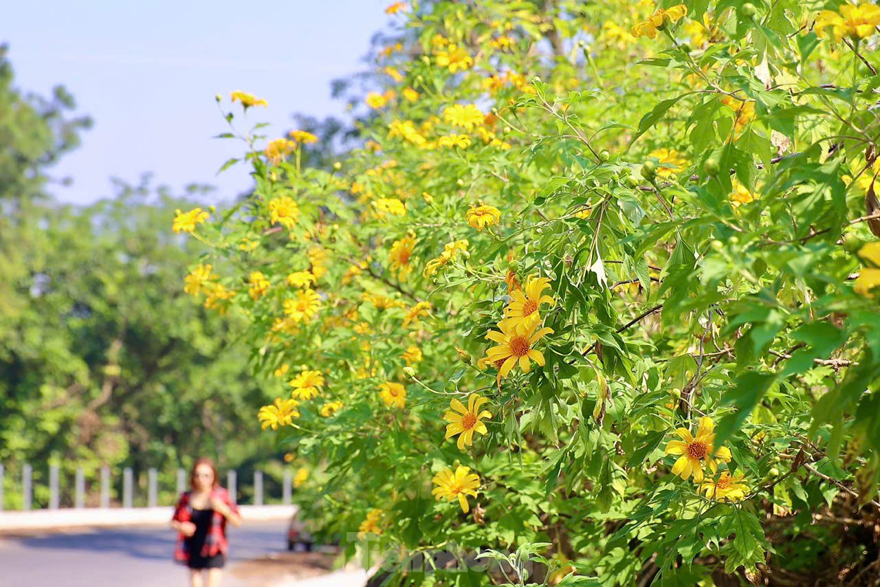 Multitudes se congregan ante los girasoles silvestres en los suburbios de Hanoi, foto 4