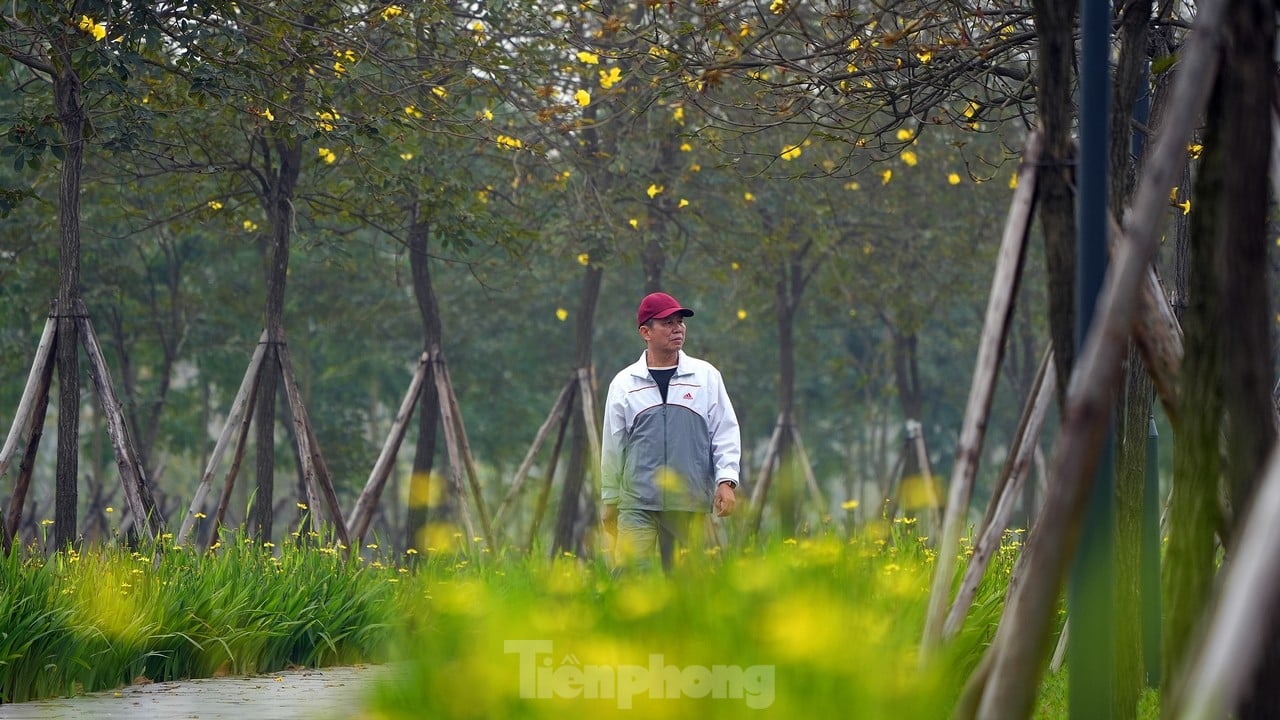 Erfreuen Sie sich an den gelben Windspielblumen, die in der ersten Saison auf den Straßen von Hanoi blühen. Foto 11