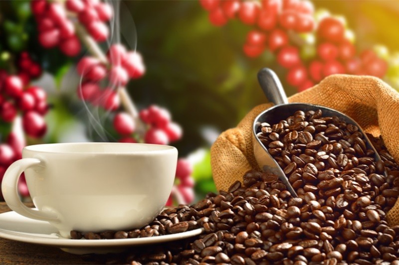 Precio promedio de exportación de café en octubre de 2023 al mercado estadounidense alcanzó máximo histórico