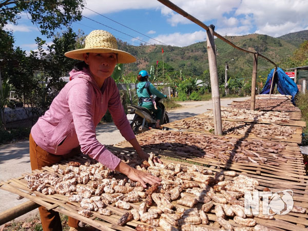 Xã Phước Bình mở rộng diện tích chuối hột mồ côi