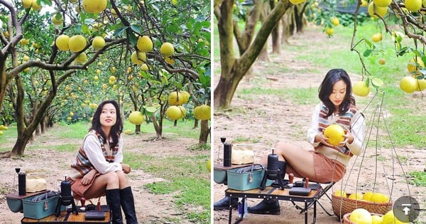 Le jardin de pamplemousses de Dien, plein de fruits, attire les touristes dans la capitale